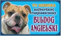 BULDOG ANGIELSKI