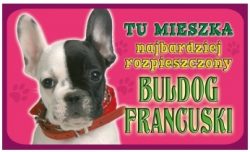 BULDOG FRANCUSKI