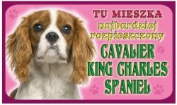CAVALIER