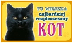 KOT CZARNY