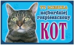 KOT SZARY