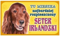 SETER IRLANDZKI