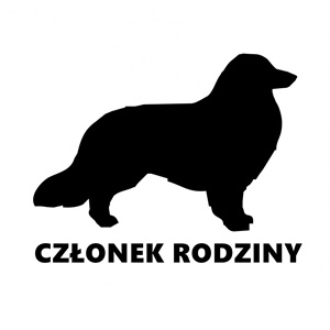 border coliie