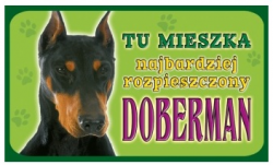 dobermaqn