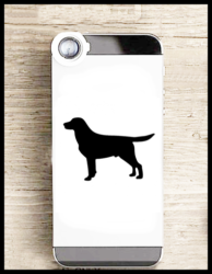 labrador1
