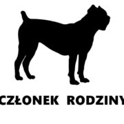 cane corso2