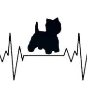 westie2