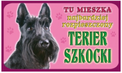 terrier szkocki