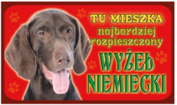 wyżeł niemiecki