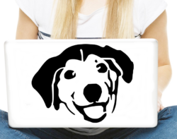 labrador