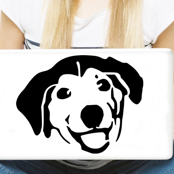 labrador