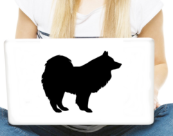 samojed