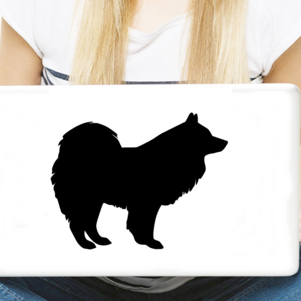 samojed