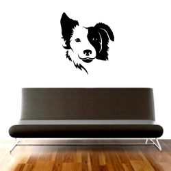 bordder collie2