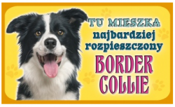 border collie555