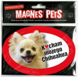 chihuahua dług.