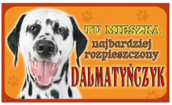 dalmatyńczyk