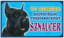 sznaucer czarny