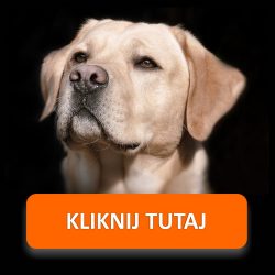 Naklejki z dopiskiem członek rodziny