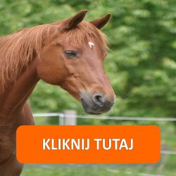 Naklejki z wizerunkiem konia