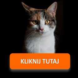 Naklejki z wizerunkiem kota